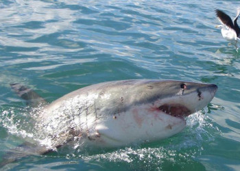 ЮАР, фото № 1603 – фотографии ЮАР