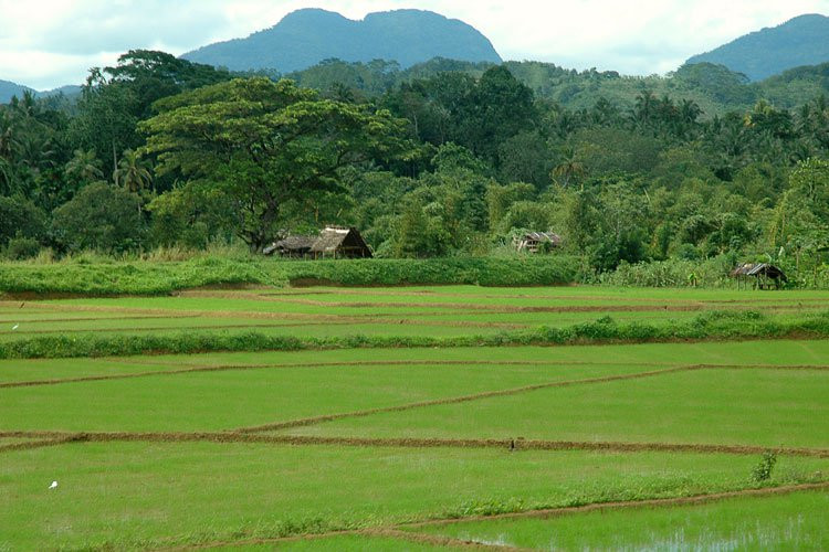 Китулгала, Шри-Ланка, фото № 51480 – фотографии Шри-Ланки