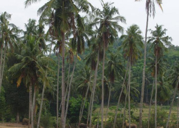 Шри-Ланка, фото № 1186 – фотографии Шри-Ланки