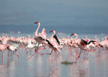 Фламинго на озере Натрон. Фото 4 – фотографии Танзании