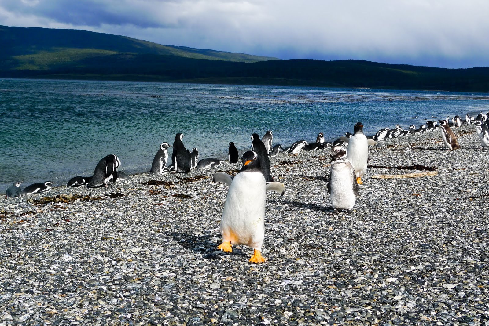 Penguins South East of Ushuia – фотографии Аргентины