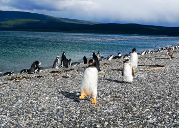 Penguins South East of Ushuia – фотографии Аргентины