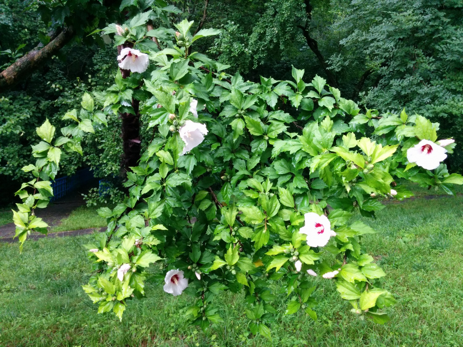 Растительность в Южном – фотографии России