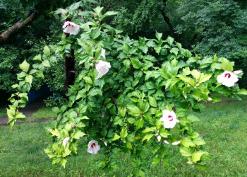 Растительность в Южном – фотографии России