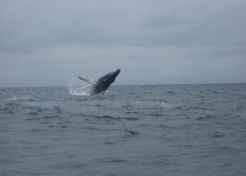 Пуэрто Лопес, Побережье регион, Эквадор, фото № 63514 – фотографии Эквадора