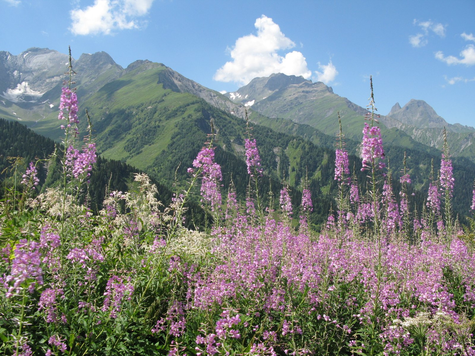 Шови, Грузия, фото № 73741 – фотографии Грузии