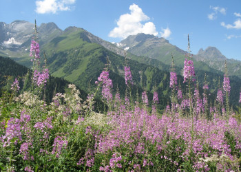 Шови, Грузия, фото № 73741 – фотографии Грузии