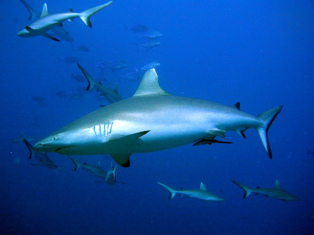 Акула на Мальдивах – фотографии Мальдивских островов