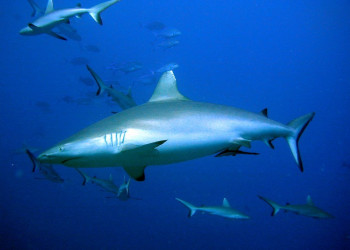 Акула на Мальдивах – фотографии Мальдивских островов