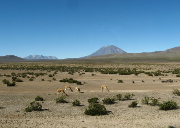 Заповедник Салинас и Агуада-Бланка – фотографии Перу