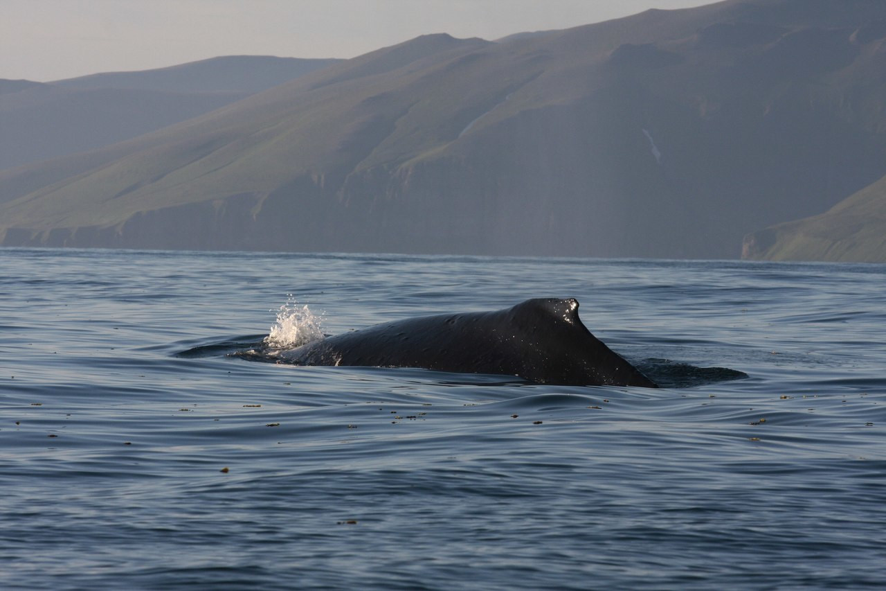 Командорские острова, Россия. Фото 26 – фотографии России