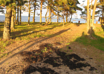 Остров Прангли в Эстонии – фотографии Эстонии