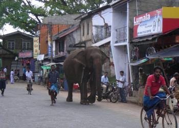 Бентота, Шри-Ланка, фото № 50625 – фотографии Шри-Ланки