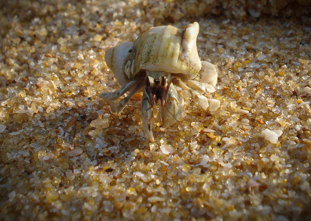 Хиккадува, Шри-Ланка, фото № 52563 – фотографии Шри-Ланки