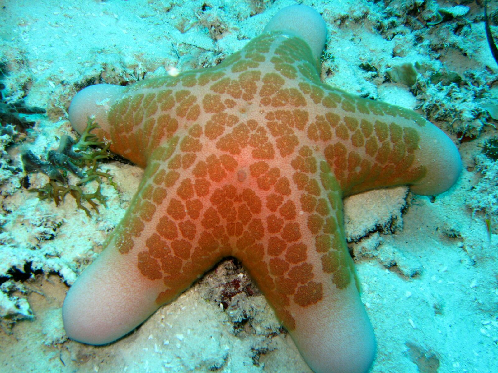Морская звезда в водах Палау – фотографии Палау