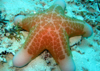 Морская звезда в водах Палау – фотографии Палау