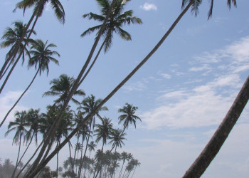 Коггала, Шри-Ланка, фото № 51551 – фотографии Шри-Ланки