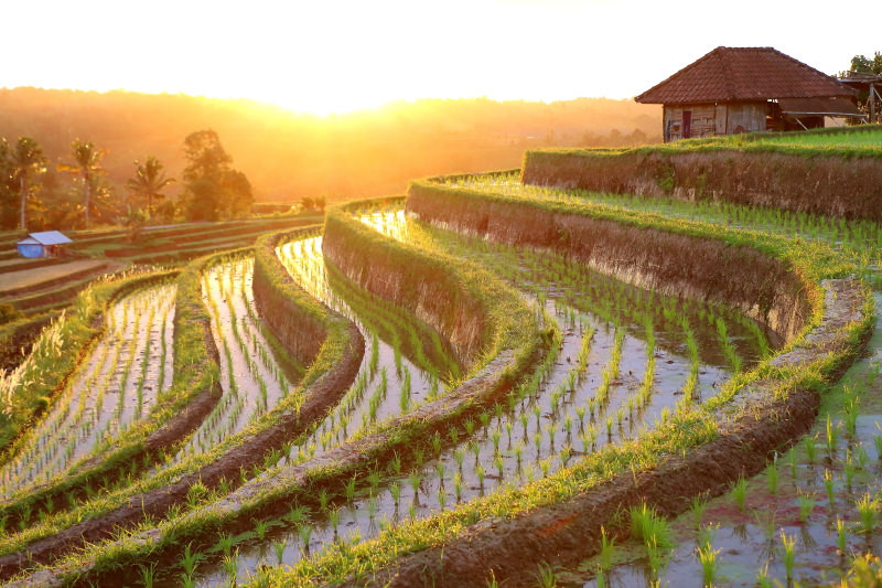 Рисовые террасы Jatiluwih на острове Бали. Фото 13 – фотографии Индонезии