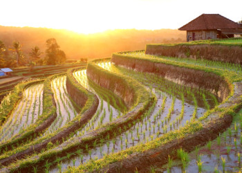 Рисовые террасы Jatiluwih на острове Бали. Фото 13 – фотографии Индонезии