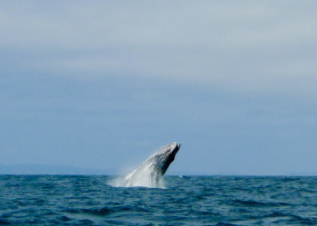 Галапагосские острова, Эквадор, фото № 68234 – фотографии Эквадора