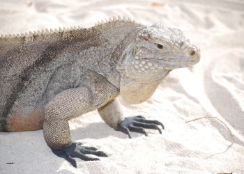 Игуана на Литтл-Каймане. Фото 1 – фотографии Каймановых островов