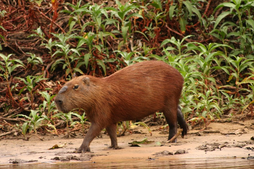 Пантанал, Бразилия, фото № 59757 – фотографии Бразилии
