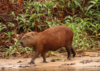 Пантанал, Бразилия, фото № 59757 – фотографии Бразилии