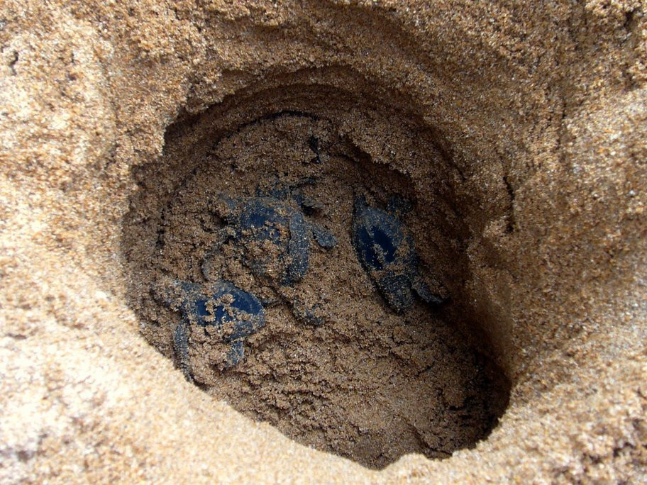 Коcгода, Шри-Ланка, фото № 51542 – фотографии Шри-Ланки