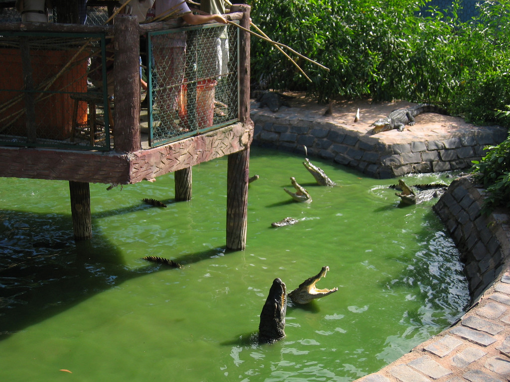 Крокодиловая ферма в Биньчау (Binh Chau) – фотографии Вьетнама