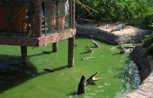 Крокодиловая ферма в Биньчау (Binh Chau) – фотографии Вьетнама