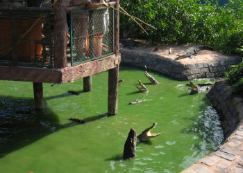 Крокодиловая ферма в Биньчау (Binh Chau) – фотографии Вьетнама