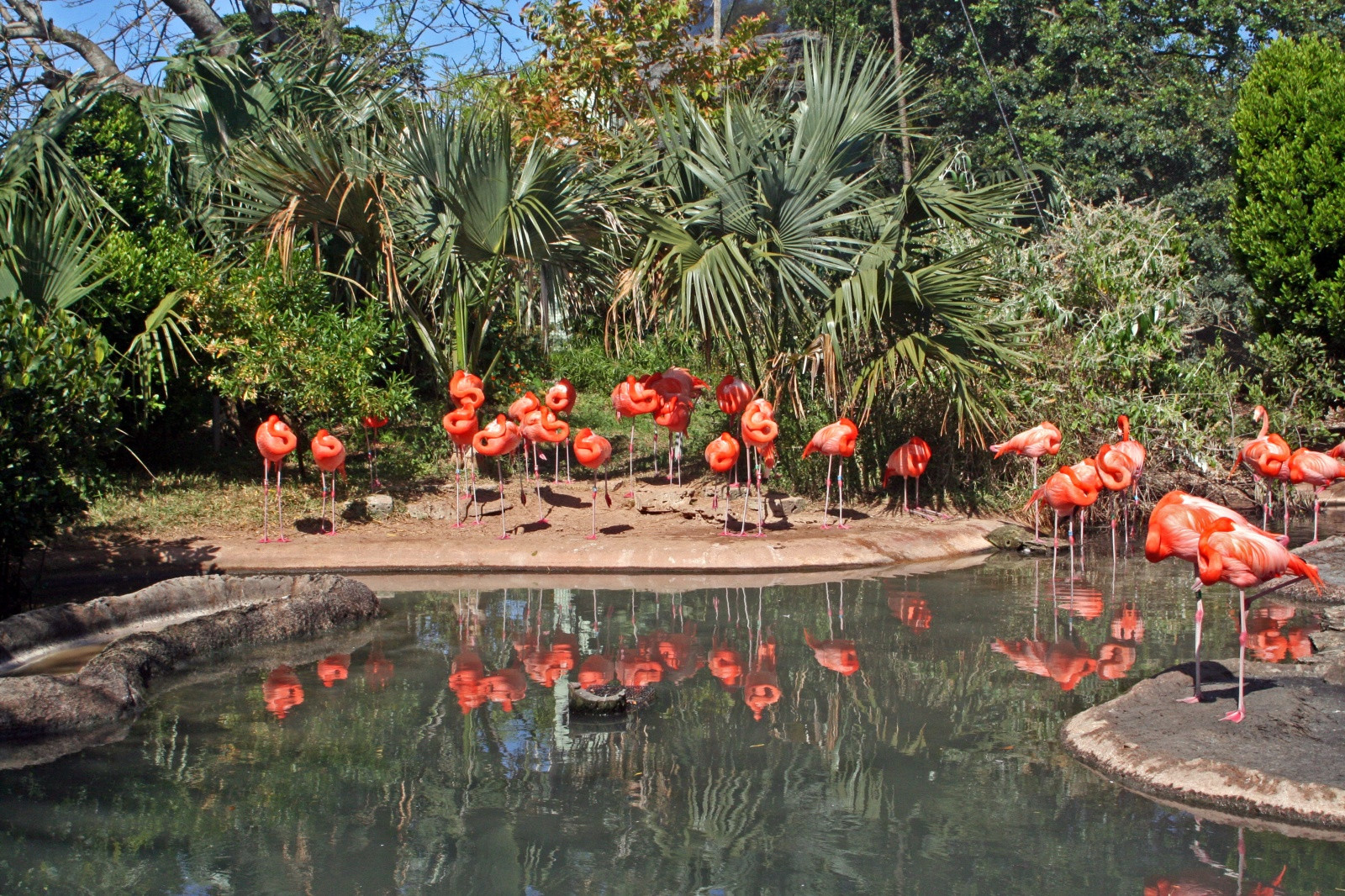 Зоопарк в Гамильтоне, Бермуды – фотографии Бермудских островов