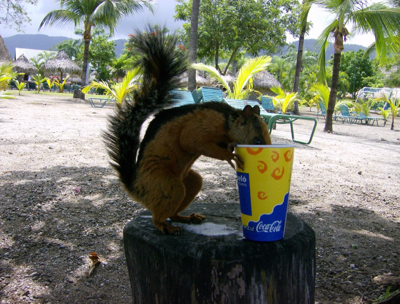 Тамбор, Пунтаренас провинция, Коста-Рика, фото № 41111 – фотографии Коста-Рики