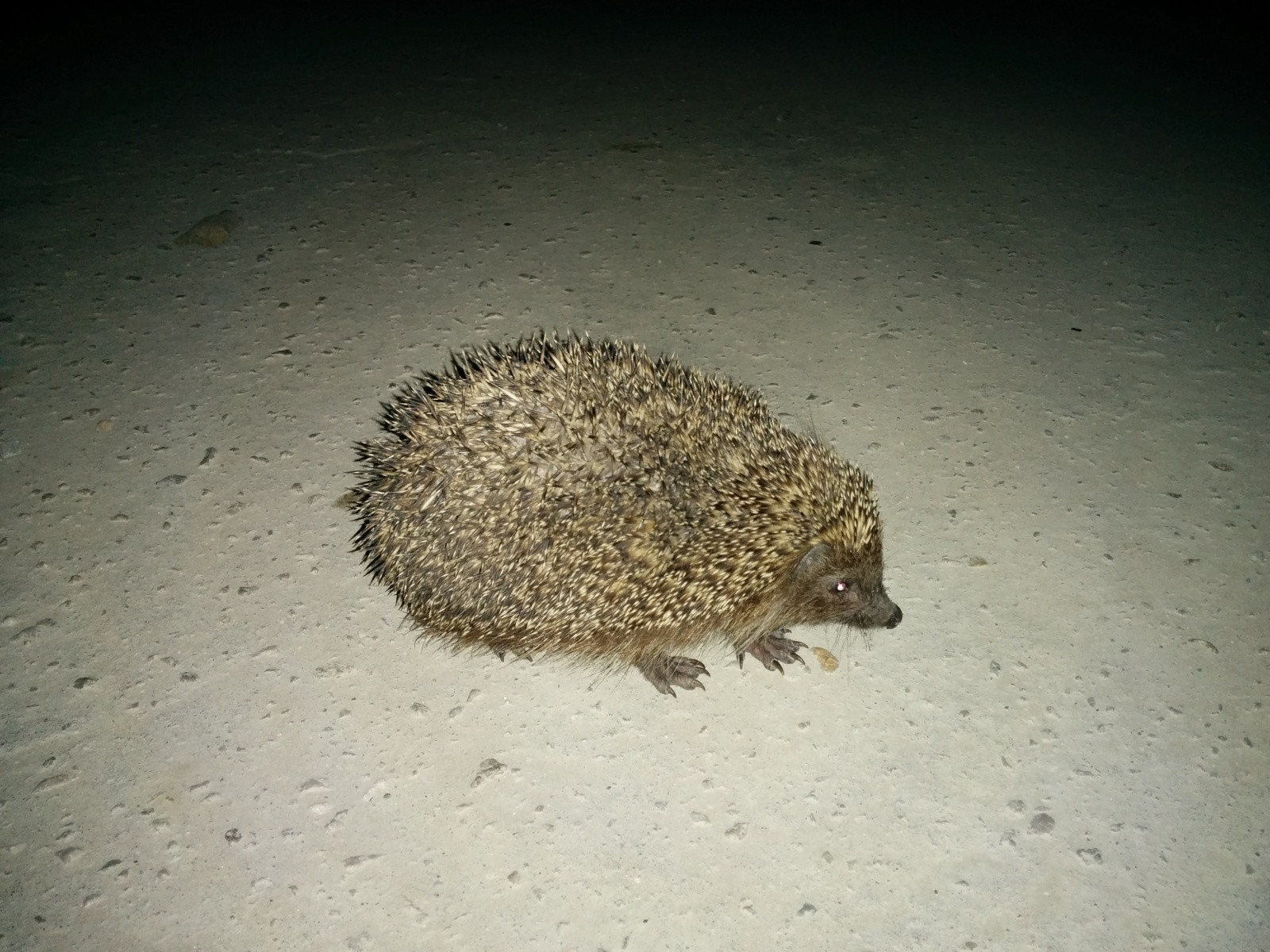 Ёжик ночью. Фото 2 – фотографии России
