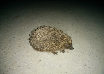 Ёжик ночью. Фото 2 – фотографии России