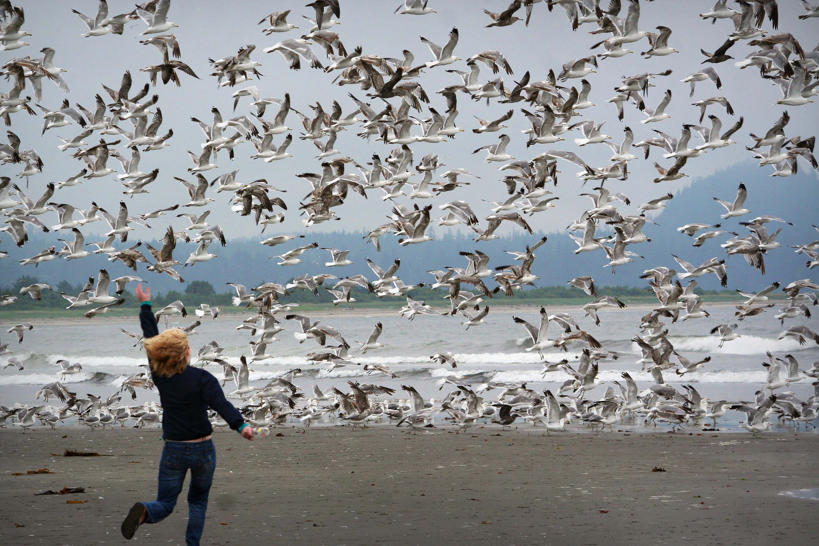 Пляж Ши-Ши и другие красоты национального парка Олимпик. Фото 2 – фотографии США