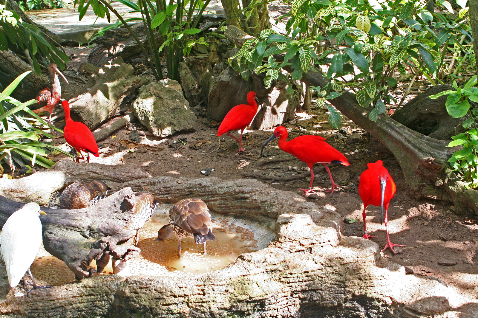 Зоопарк в районе Гамильтона. Фото 1 – фотографии Бермудских островов