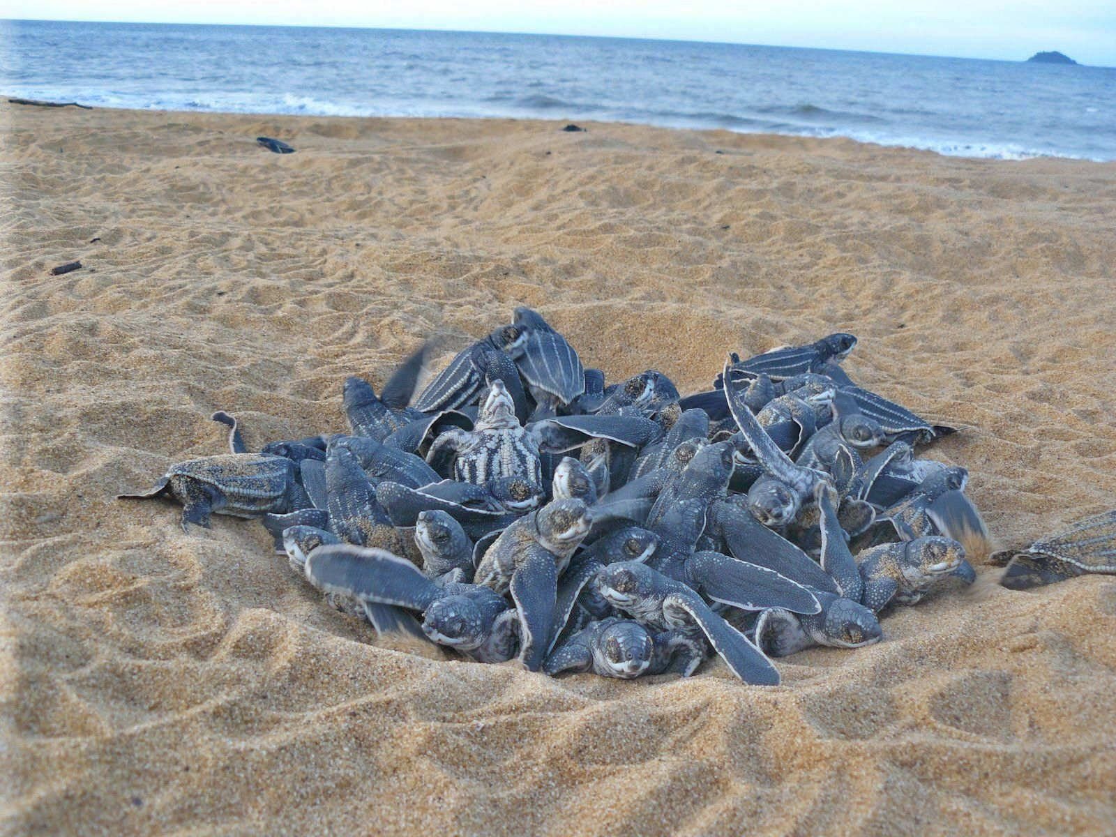 Французская Гвиана, фото № 4963 – фотографии Французской Гвианы