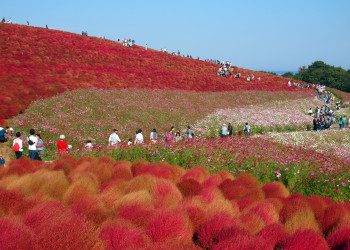 Парк Хитачи-Сисайд (Hitachi Seaside Park). Фото 3 – фотографии Японии