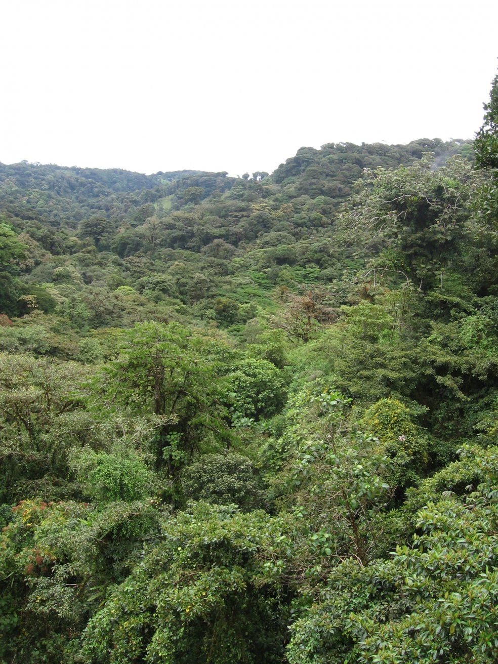 Монтеверде, Пунтаренас провинция, Коста-Рика, фото № 40750 – фотографии Коста-Рики