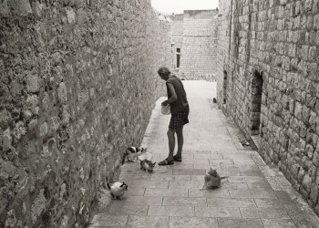 Животные в Дубровнике, Хорватия. Фото 2 – фотографии Хорватии