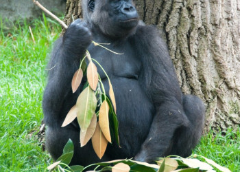 Задумчивый горила в Мельбурне, Австралия – фотографии Австралии