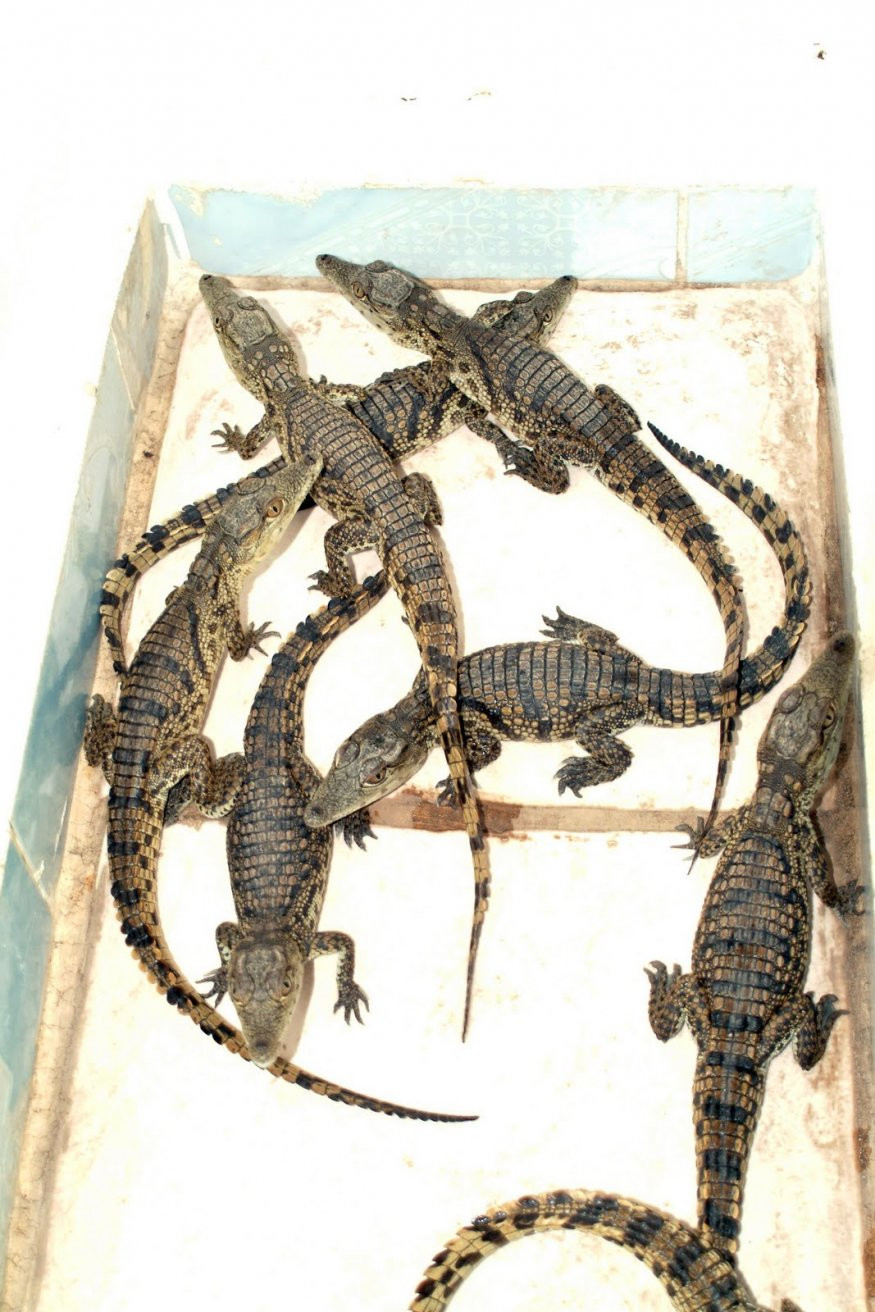 Village Nubien – фотографии Египта