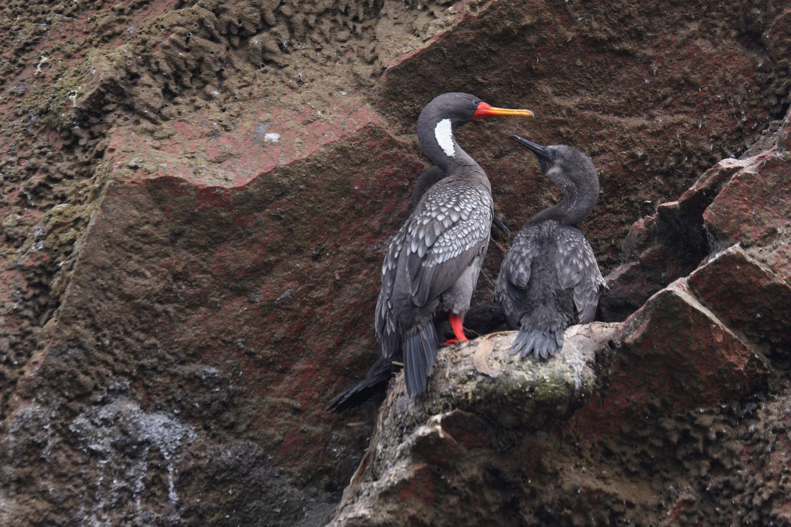 Птицы островов Бальестас – фотографии Перу