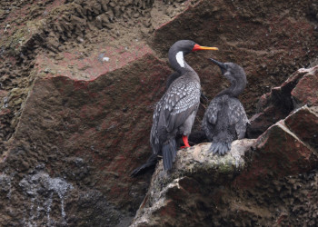 Птицы островов Бальестас – фотографии Перу