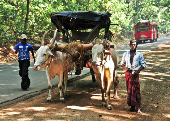 Бентота, Шри-Ланка. Фото 1 – фотографии Шри-Ланки