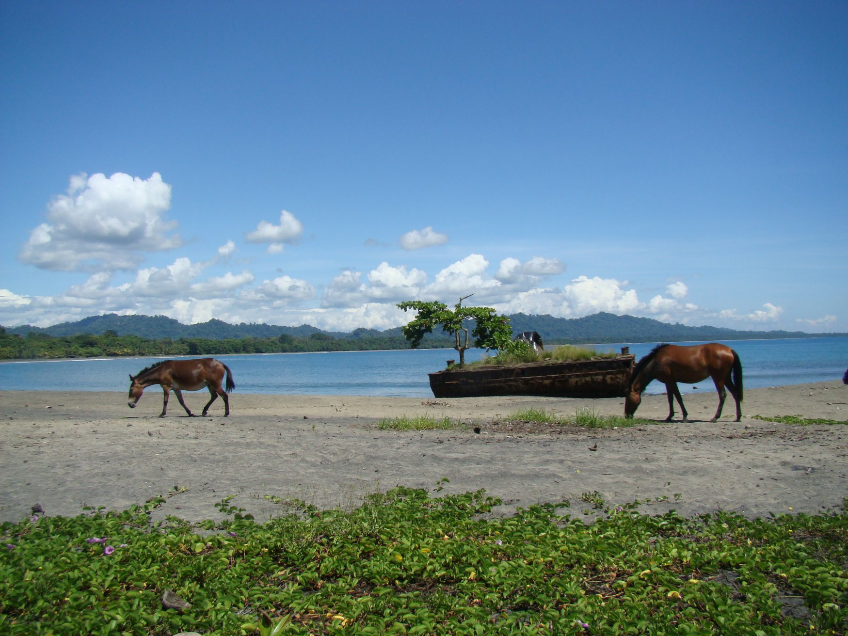 Пуэрто Вьехо, Лимон провинция, Коста-Рика, фото № 40177 – фотографии Коста-Рики