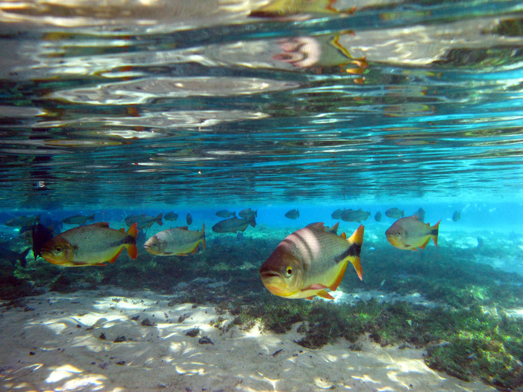 Река Прата (Rio da Prata) в Бониту – фотографии Бразилии