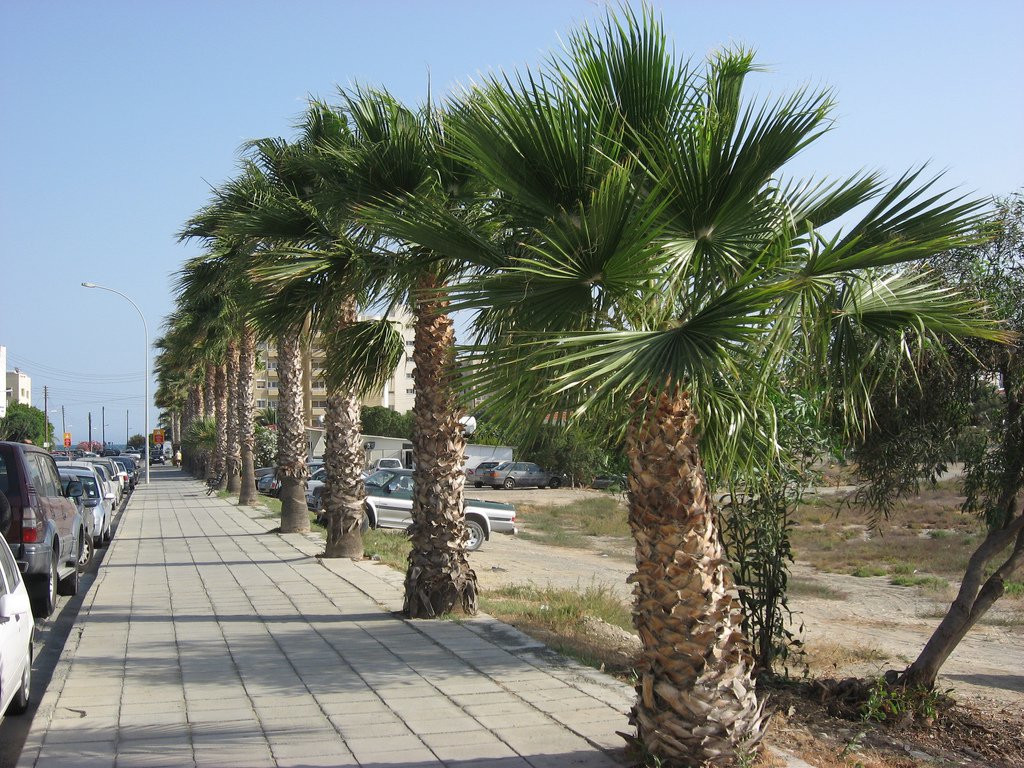 Ларнака, Кипр, фото № 37989 – фотографии Кипра