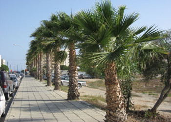 Ларнака, Кипр, фото № 37989 – фотографии Кипра